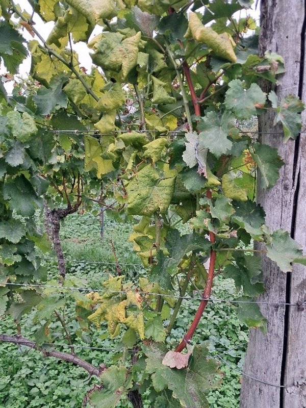 Važna obavijest vinogradarima